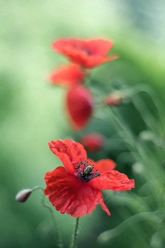 , Kasia Mycatherina Pietraszko
