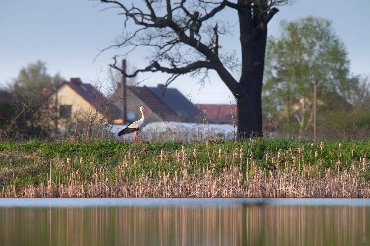 polish, countryside, village, stork, white, lanscape, Wojciech Grzanka