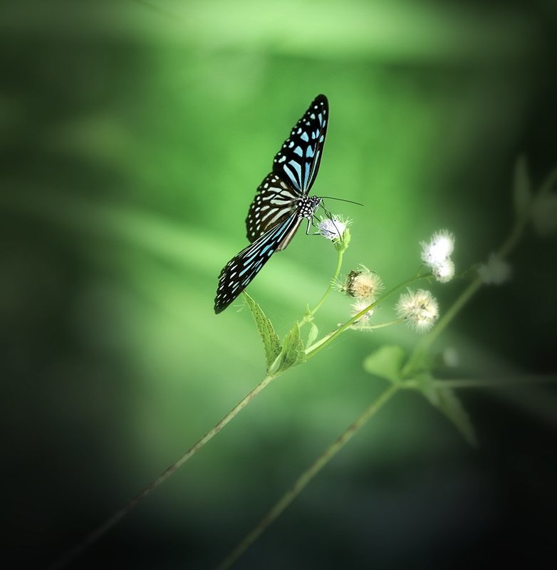 бабочка, макро, лаос *** фото превью