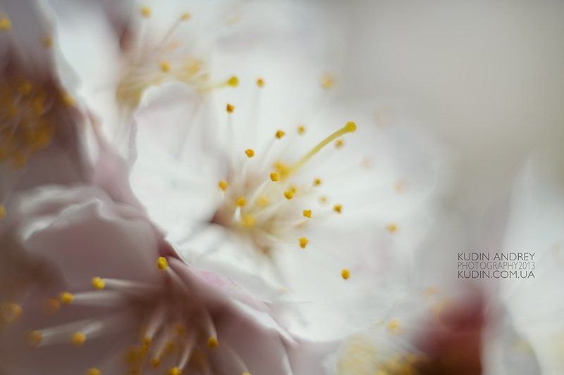 макро, цветение , фото кудин андрей Весна. фото превью