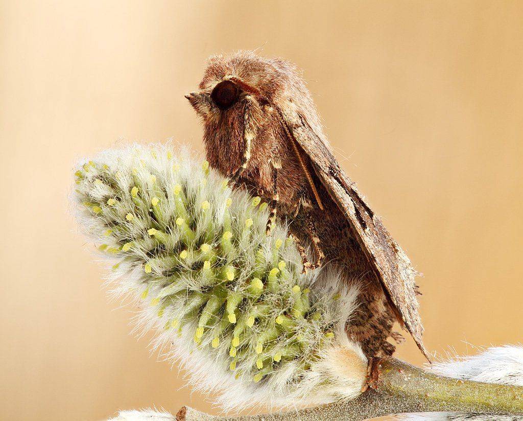 , Сергей Таланов