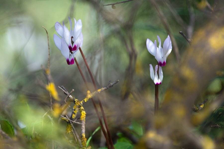 израиль, цикламен, цветок, фиалка, весна, булый, нежность, лес, природа, wildlife, israel, flower, spring, Илья Гомыранов