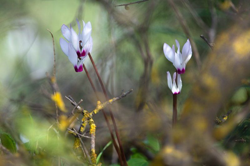 израиль, цикламен, цветок, фиалка, весна, булый, нежность, лес, природа, wildlife, israel, flower, spring Перед балом фото превью