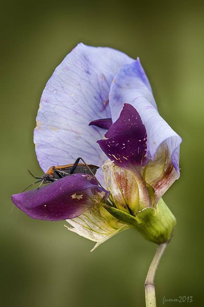 , Игорь ФУММ