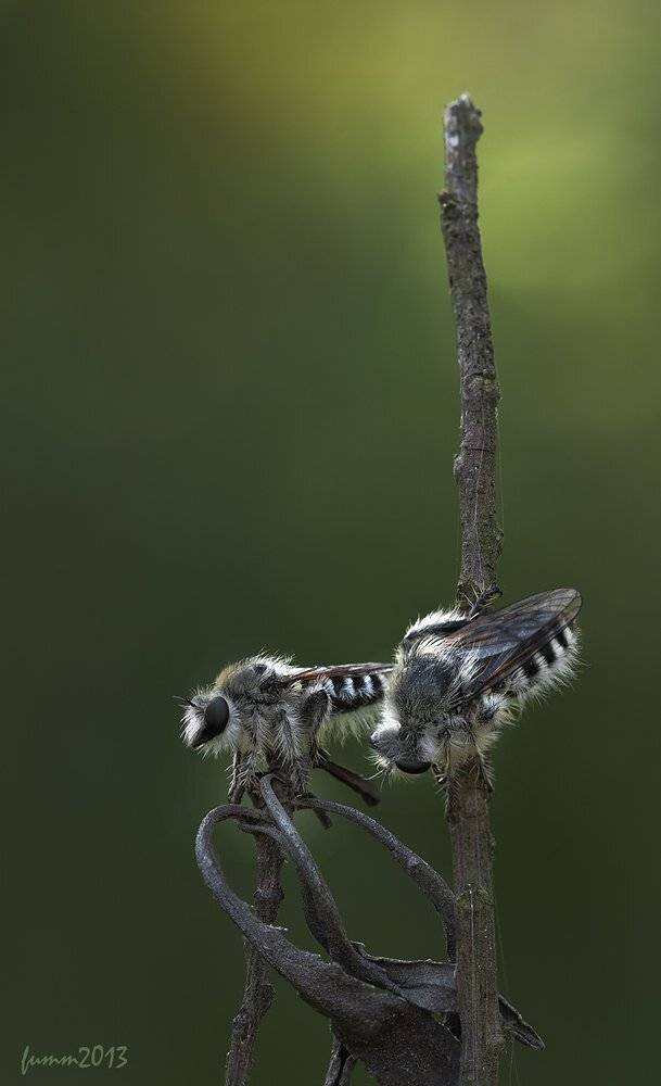 , Игорь ФУММ