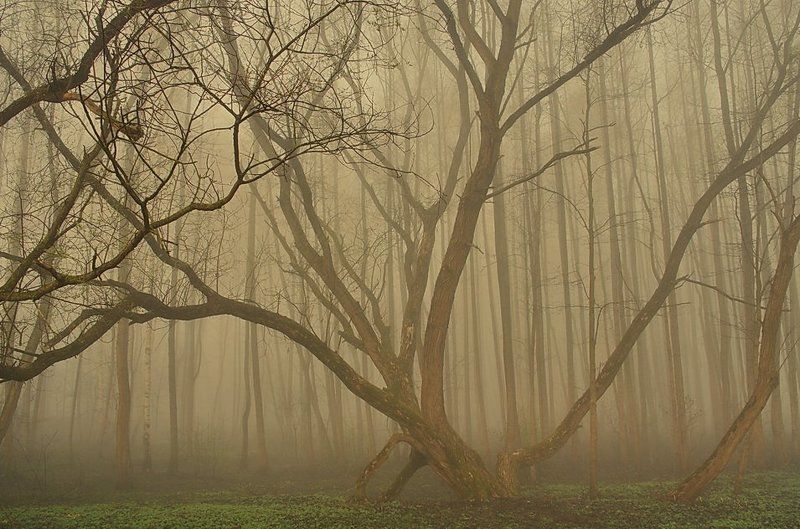 ... о тональности ... фото превью