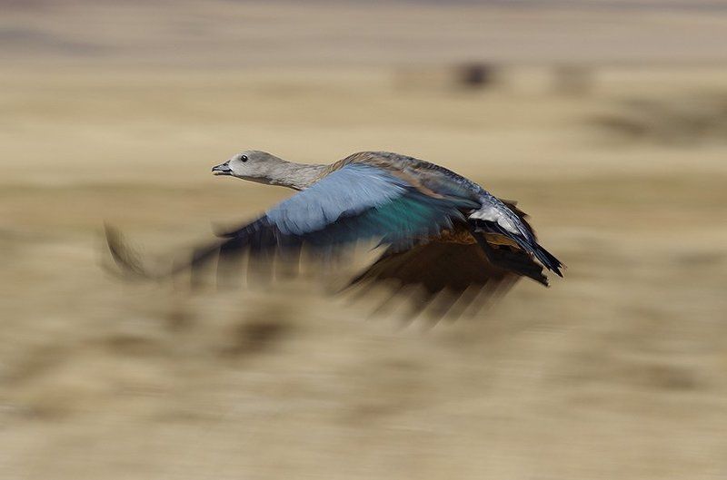 ..Но обещал вернуться фото превью