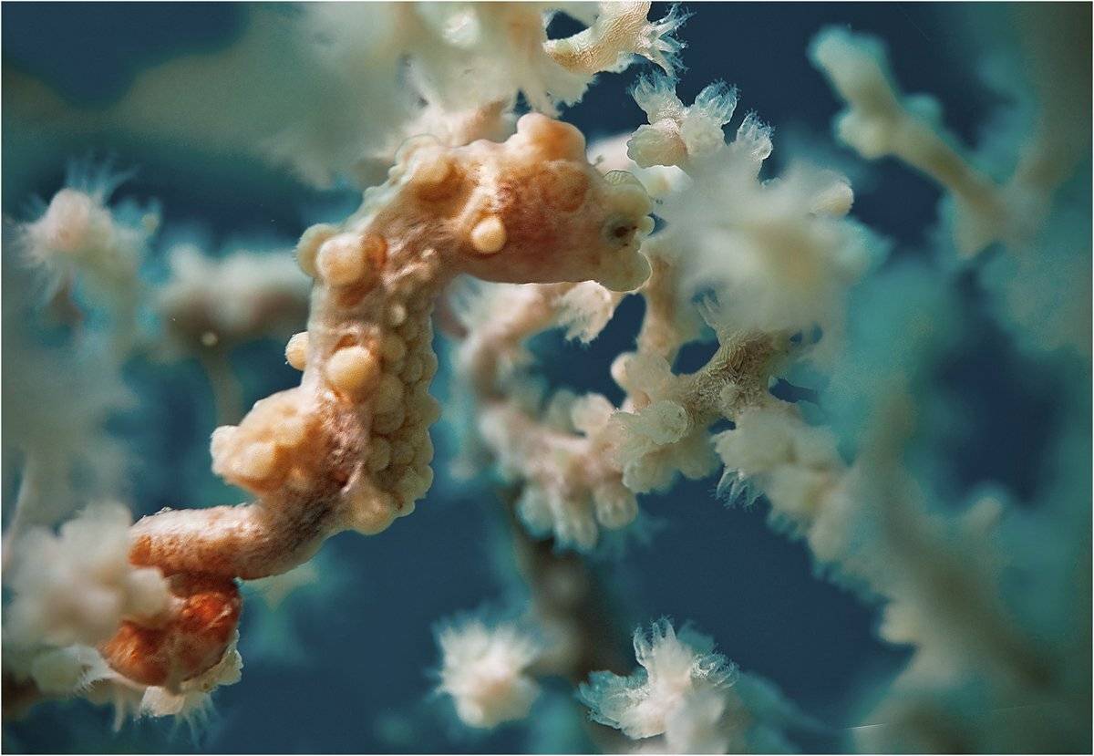 пигмейский, морской, конек, филиппины, макро, Сергей Гаспарян