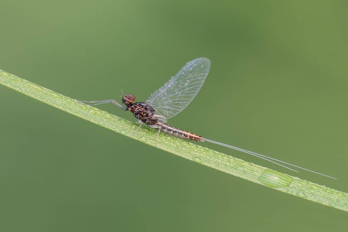 , Вадим Ходаковский