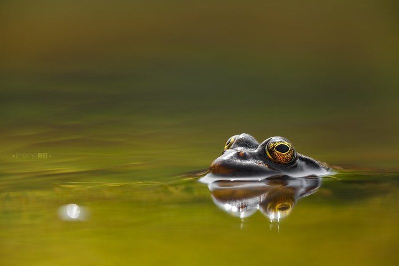 Озёрные обитатели фото превью