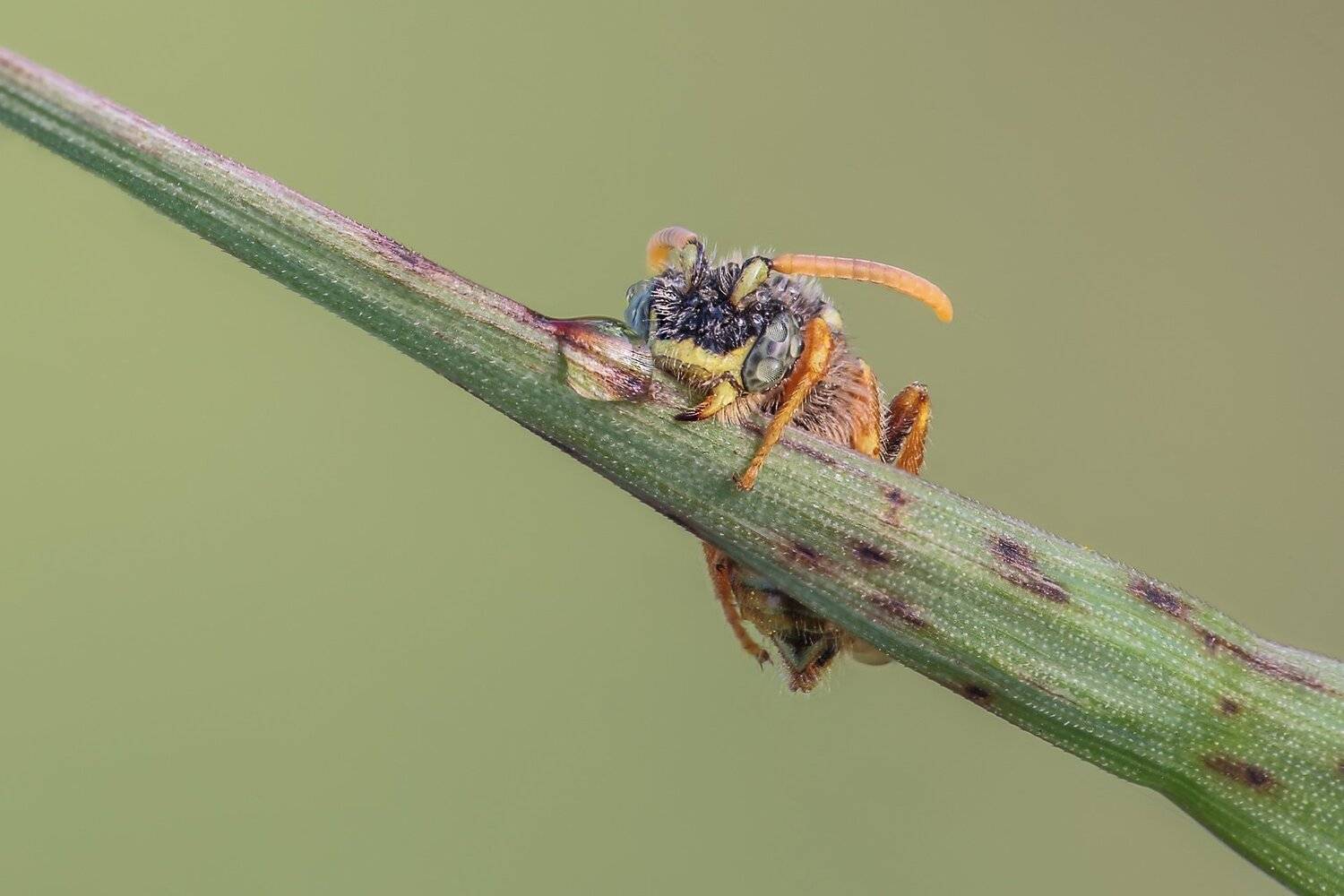 , Вадим Ходаковский
