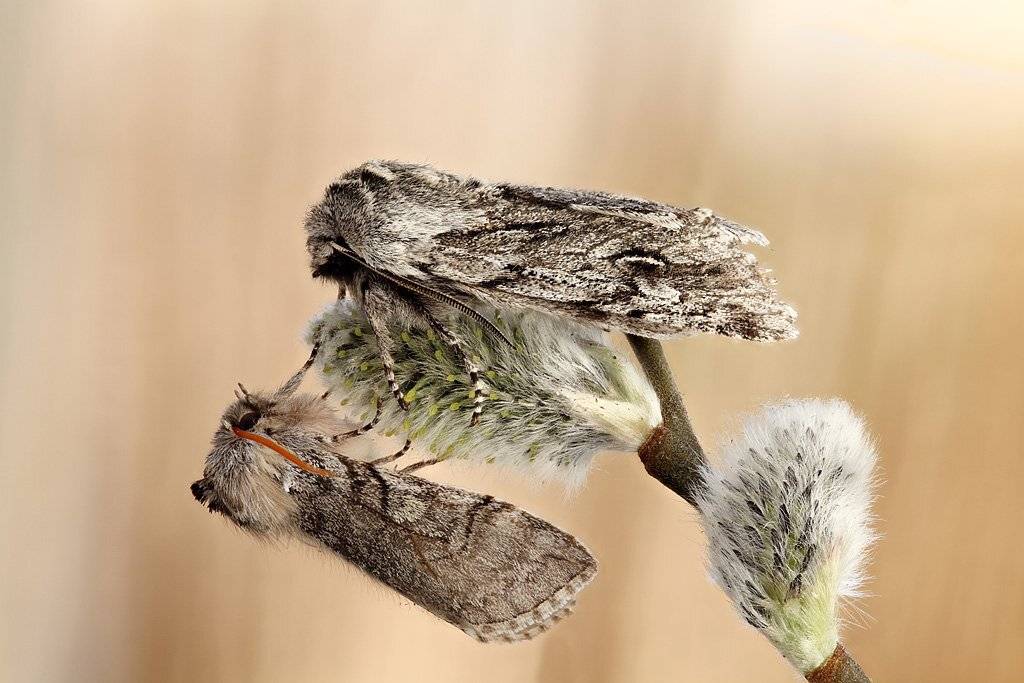 , Сергей Таланов