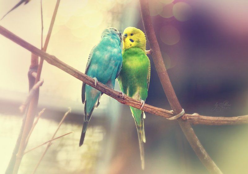 весенний поцелуй фото превью