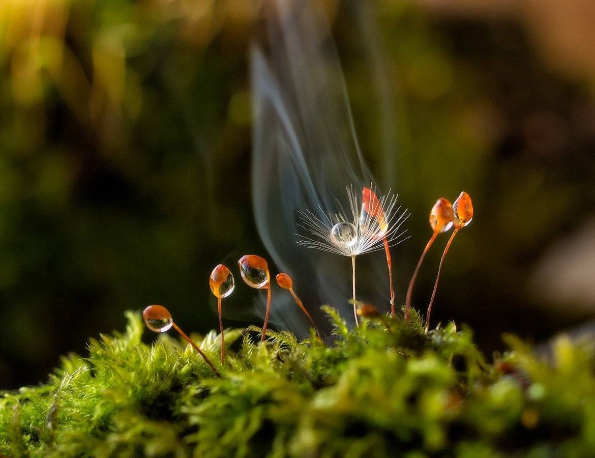 , Марина Брыдня