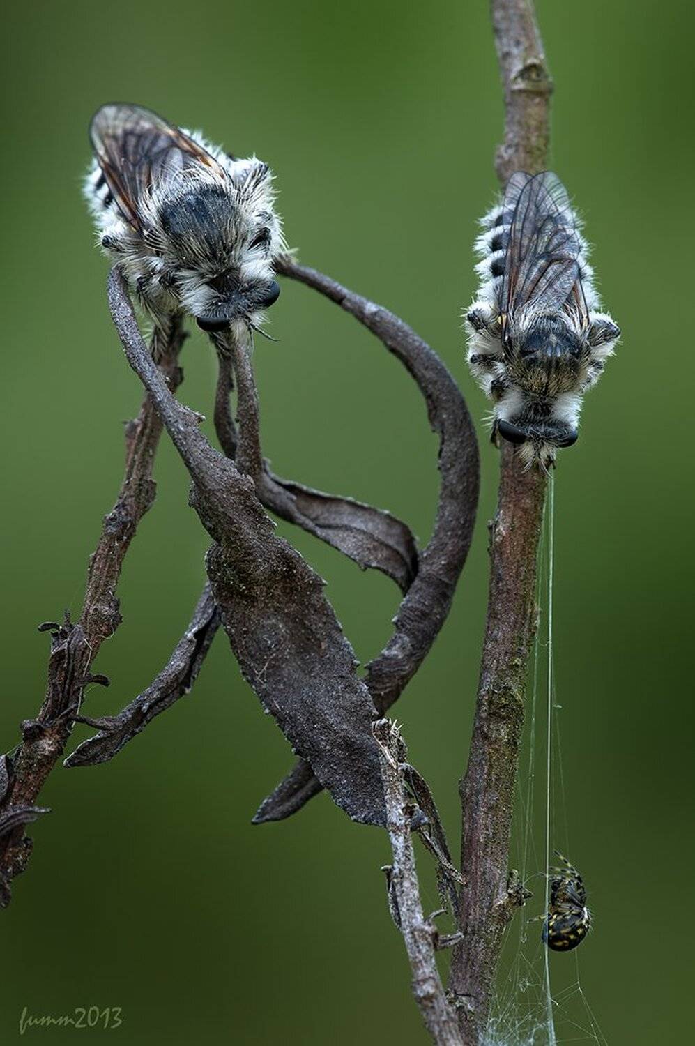 , Игорь ФУММ