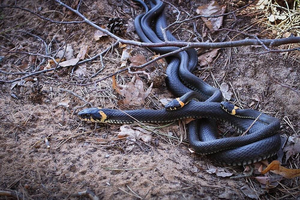 , Владислав.