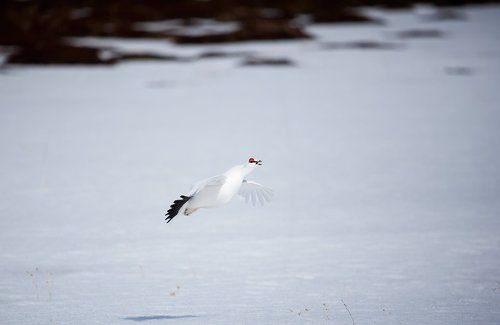 Весна-а-а-а!