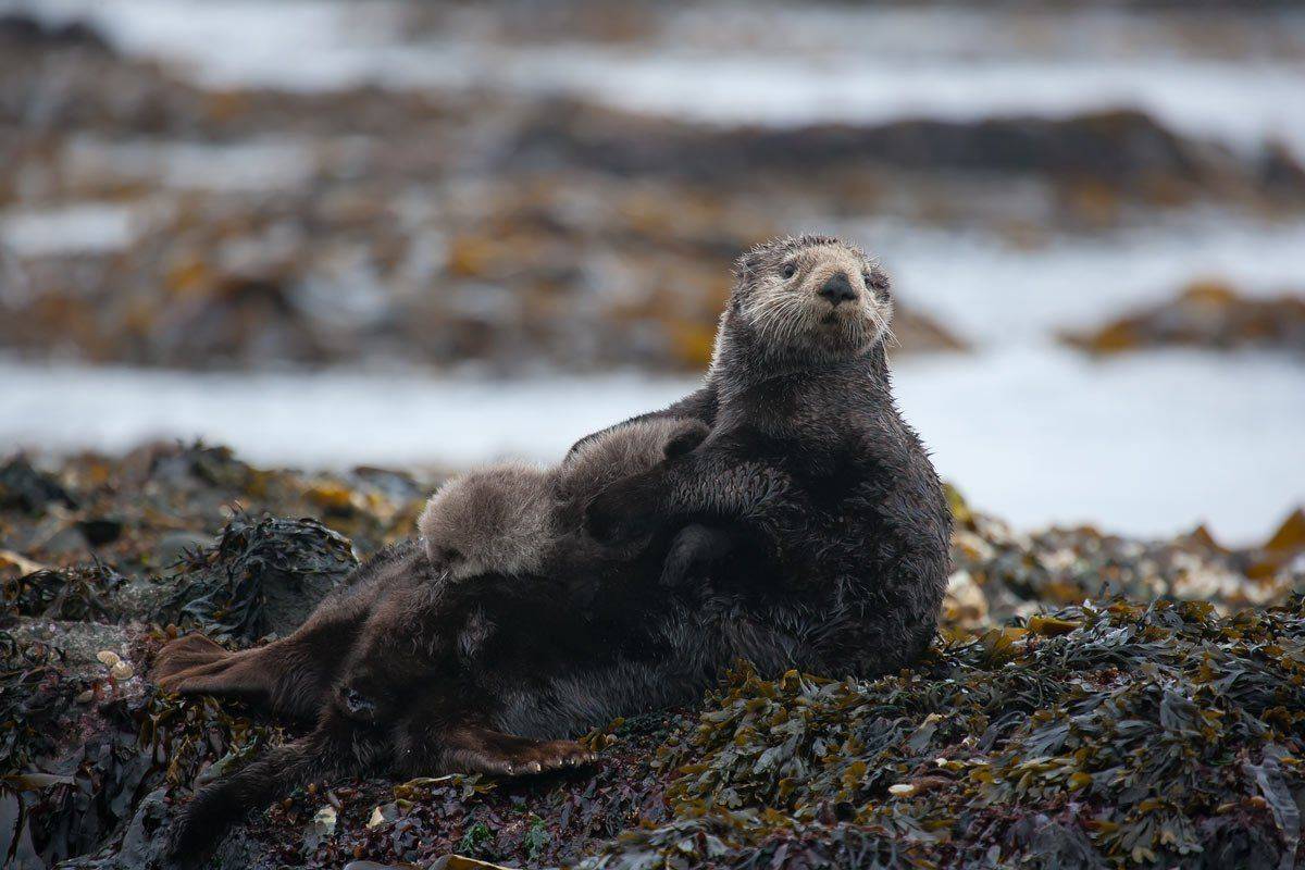 калан, щенок, остров беринга, морские млекопитающие, Дмитрий Уткин