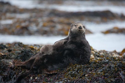 Вечная тема