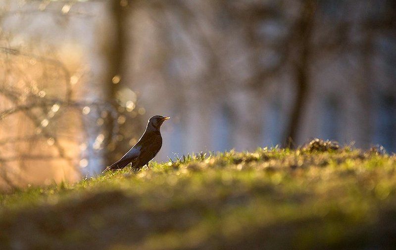 птицы, дрозд, карелия, природа, лес, россия, thrush, bird, nature, forest, russian, karelia Вы слыхали как поют дрозды? фото превью