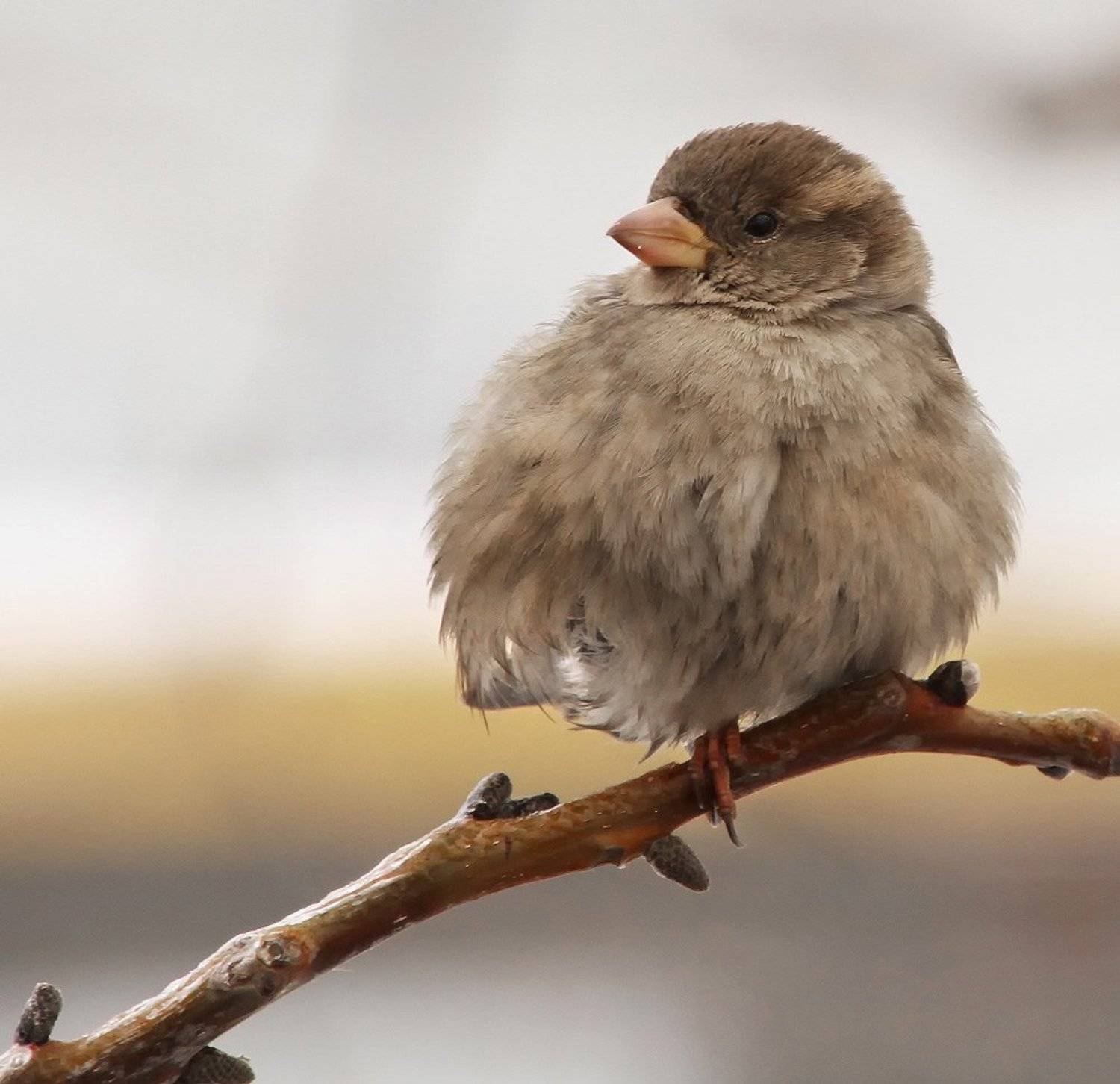 , Игорь Олейник