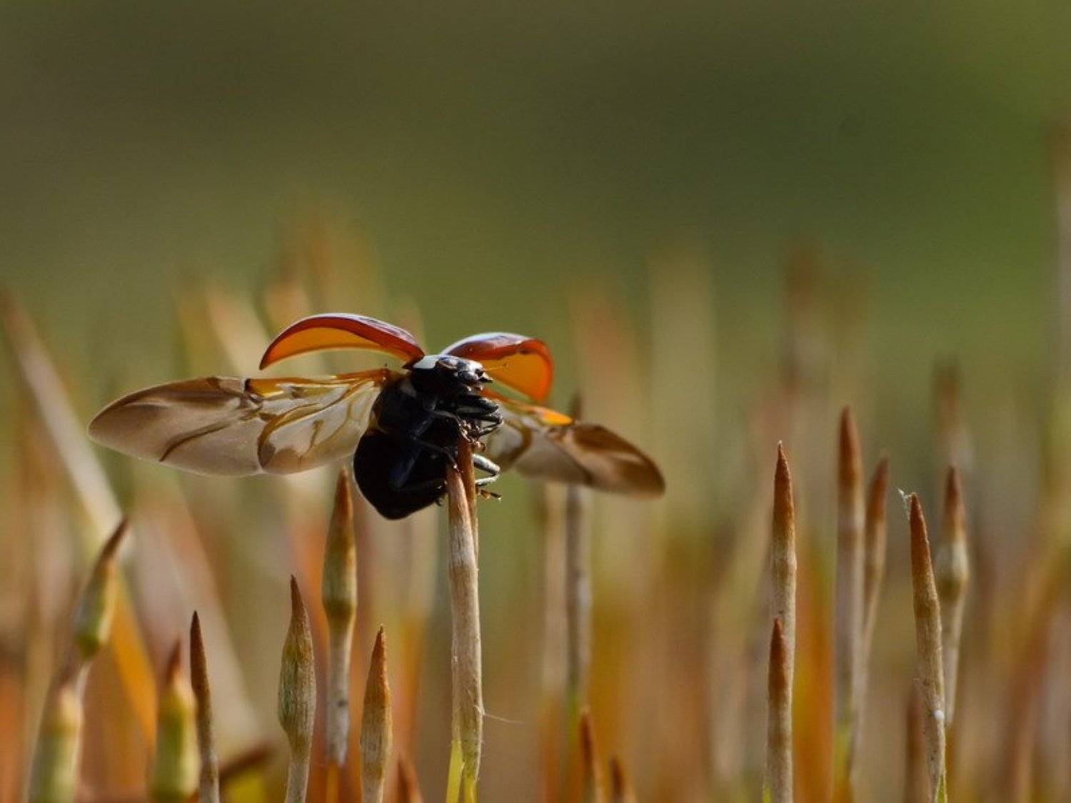 весна, Вячеслав Мищенко