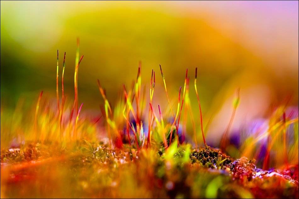 , Бурлов Андрей