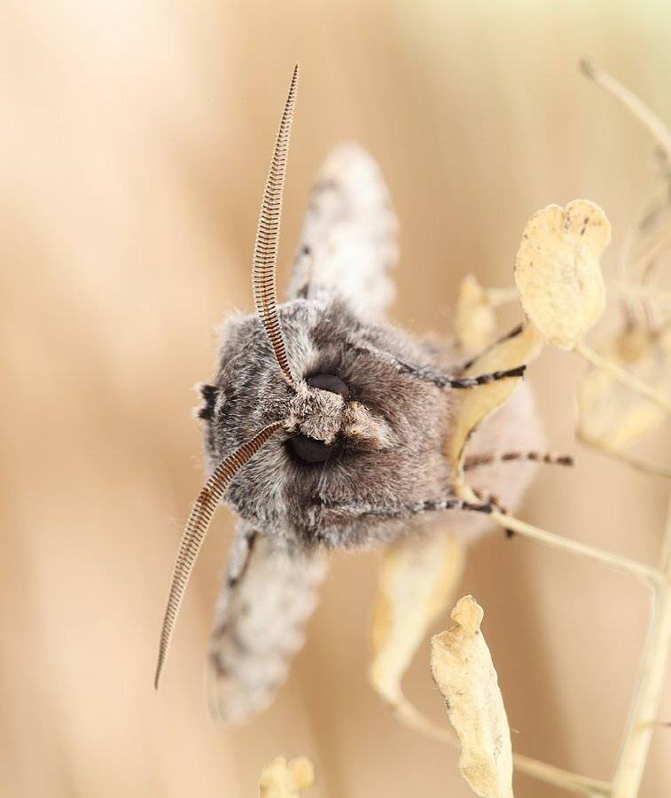 , Сергей Таланов