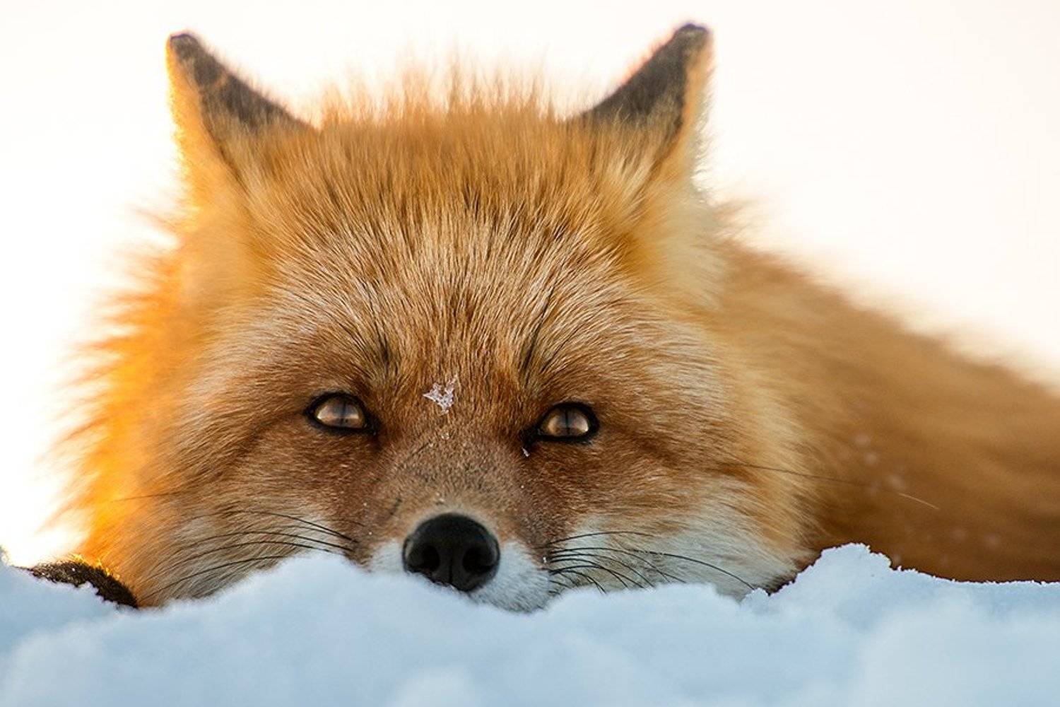 , Иван Кислов