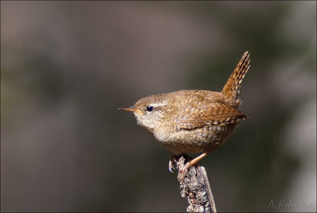 , Ковалевич А.