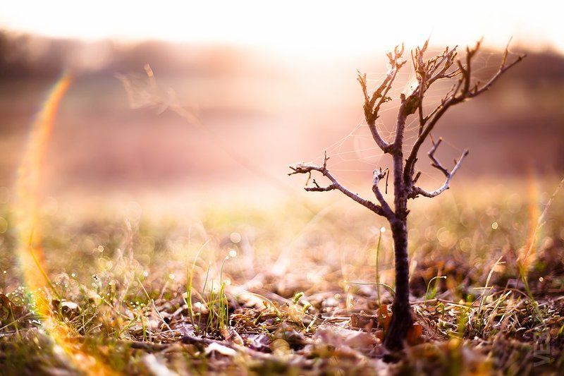 веснин, сергей Апрель фото превью