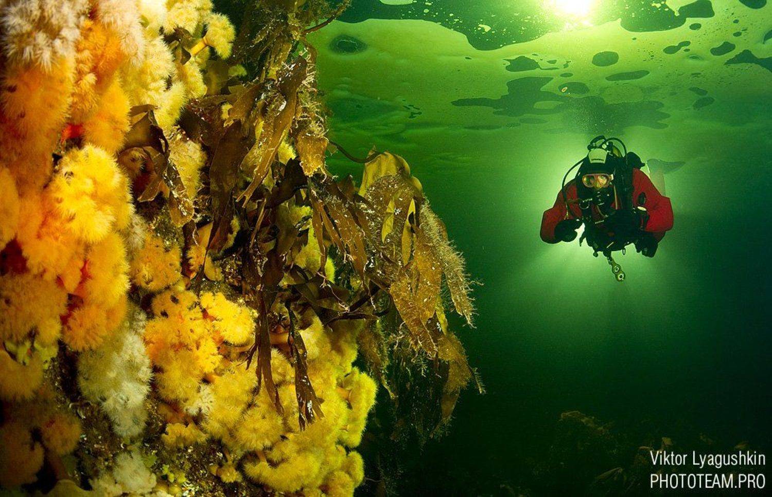 , Витя Лягушкин