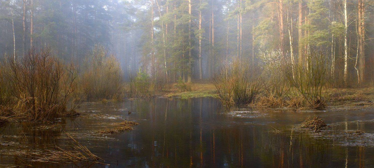 утро, туман, чёрная, порза, Дмитрий Алексеев