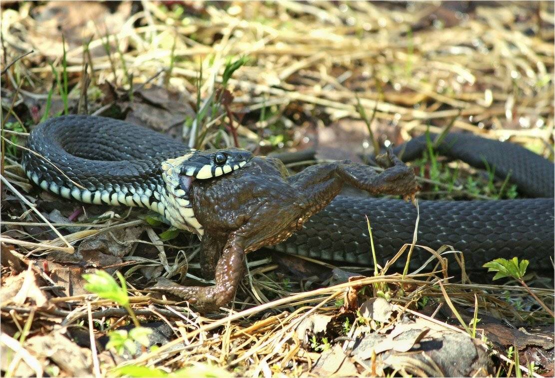 уж, лягушка, охота, КарОл