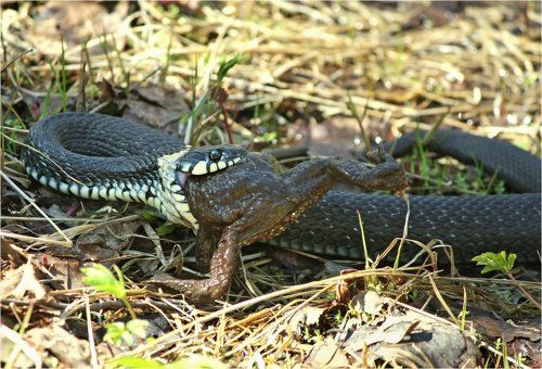 Завтрак на траве