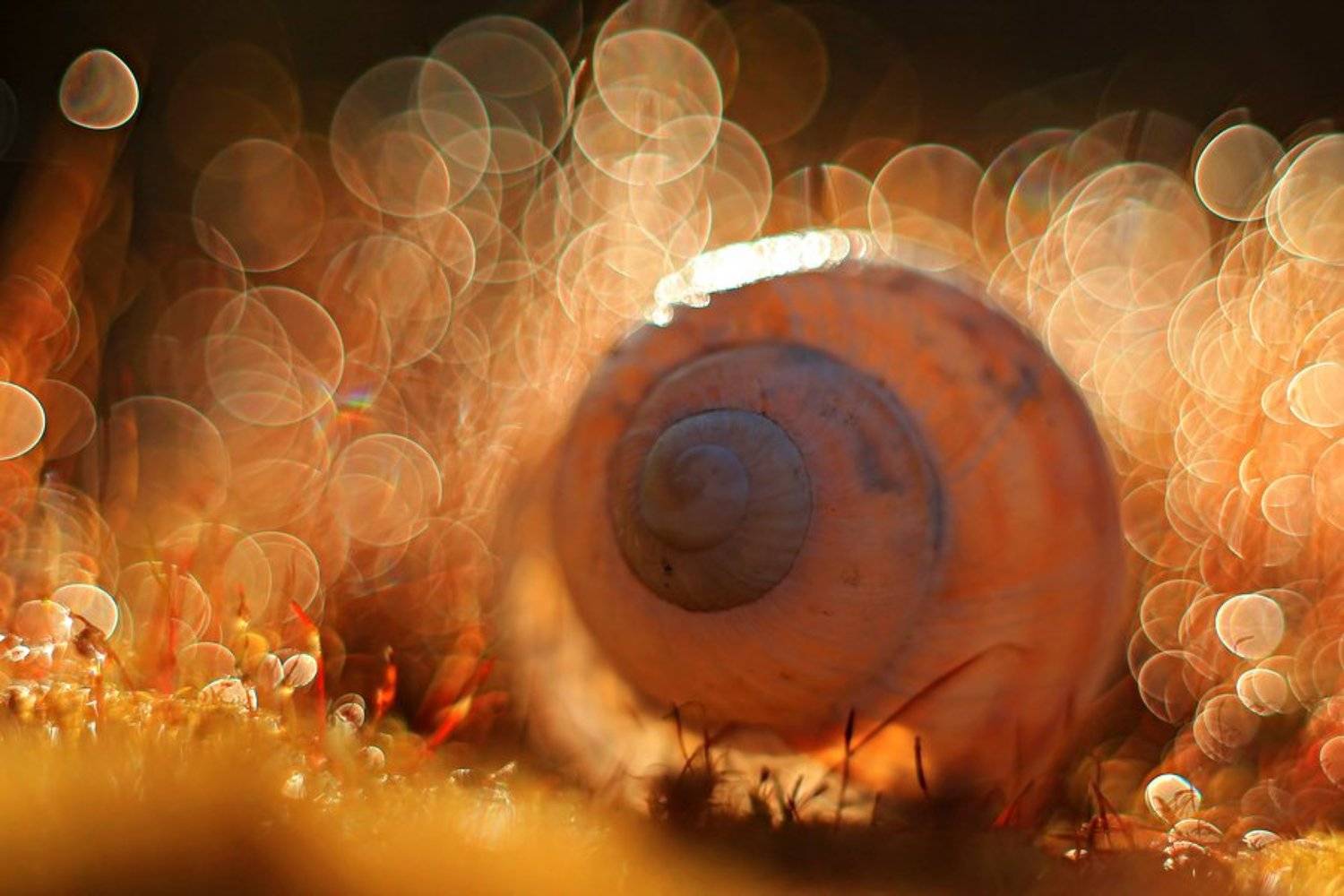 , Grzegorz Przyborowski