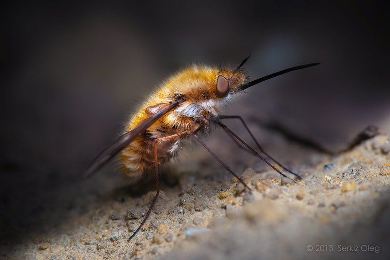 bombylius major, macro, art, close up, diptera, oleg serkiz, олег серкиз, муха, жужжало большое, макро Bombylius major фото превью