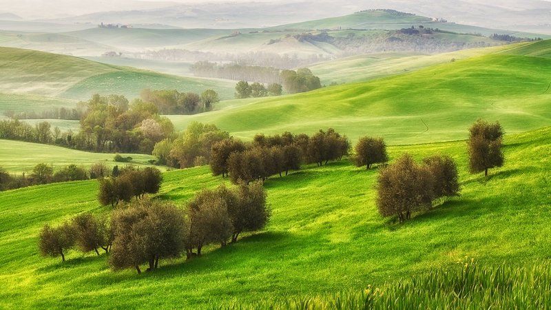 april, italy, primavera, spring, tuscany, mc Разбежались по склону оливки.. фото превью