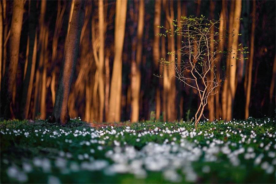 весна, ветренницы, дерево, лес, Копычко Михаил