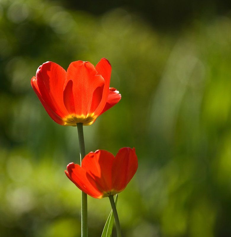 Весна. фото превью