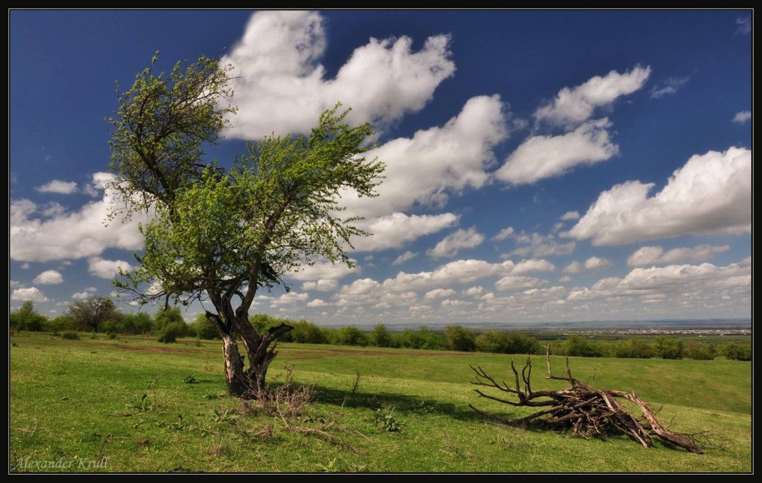 чечня, Александр Круль