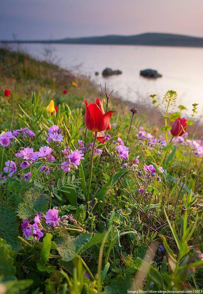 тюльпан, шренка, весна, крым, Serge Titov