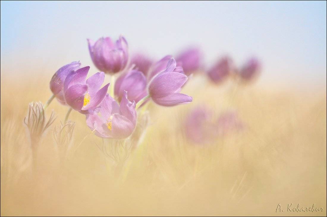 , Ковалевич А.