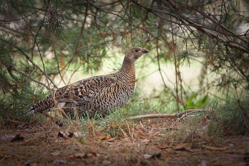 , Владислав.