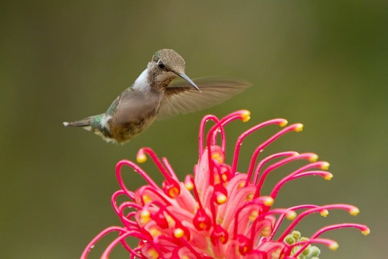 колибри, птицы, бразилия, аметистовый колибри, calliphlox amethystina Аметистовая звездочка фото превью