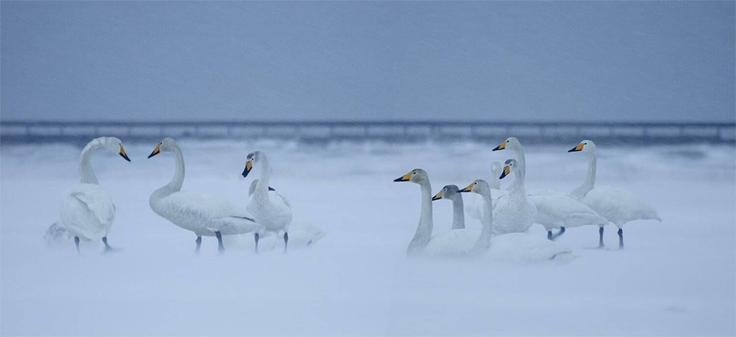 сахалин, озеро тауро, лебеди, татарский пролив, шахтерск, углегорск, зинаида макарова, sakhalin, uglegorsk, makarova zinaida, Zinaida Makarova