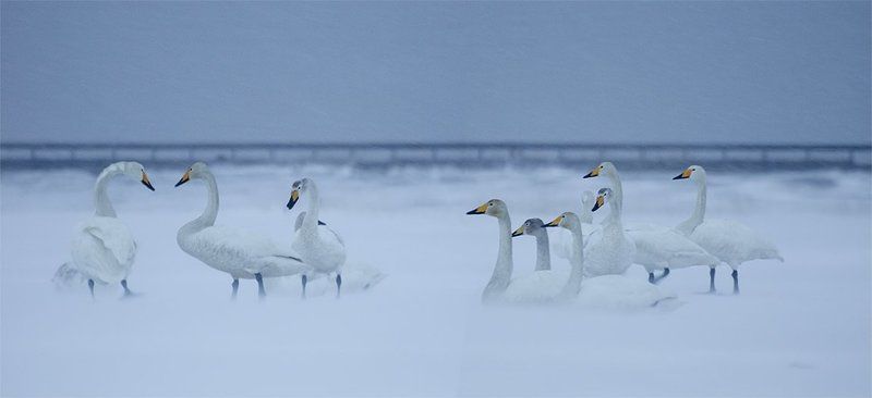 сахалин, озеро тауро, лебеди, татарский пролив, шахтерск, углегорск, зинаида макарова, sakhalin, uglegorsk, makarova zinaida Вечерело.  Солнце село...  Ветер подвывал... фото превью