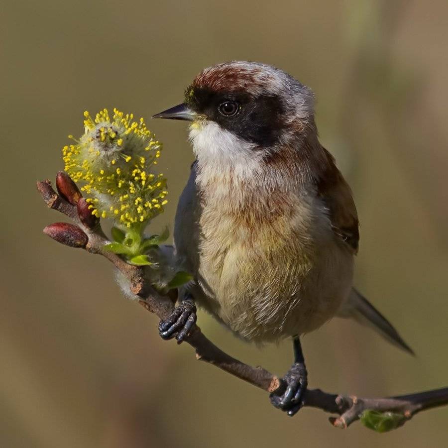 синица-ремез, Ляпустин Юра