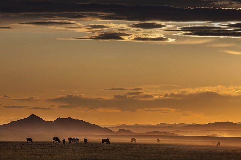 ЗОЛОТО МОНГОЛЬСКИХ СТЕПЕЙ... фото превью