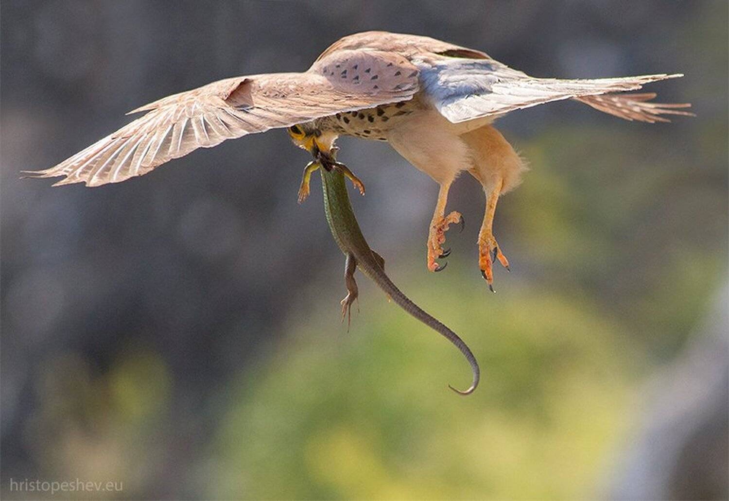 , Христо Пешев